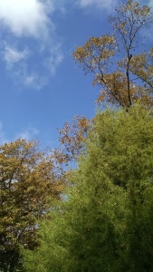 Trees, both green and brown-leaved, frame a blue sky with a few clouds.