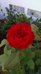 Fully open red blooming rose.