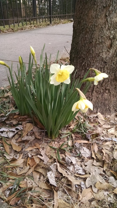 Several daffodils open facing the viewer in a small patch alongside a tree.