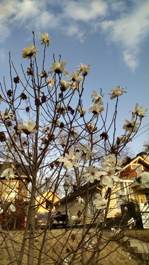 A tree sports white magnolia blossoms on thin limbs, with a backdrop of white houses and blue sky.