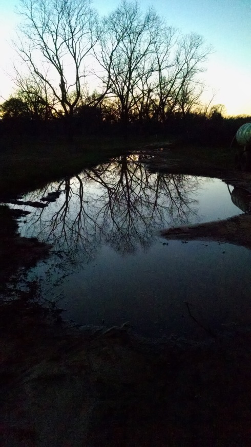 Trees silhouetted against a sunset are reflected in a large puddle.