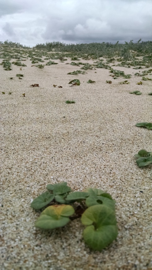 The shot is angled close to sandy ground. Several small green plants grow immediately in front, then scatter in the sand further out to crest on a grey sky.